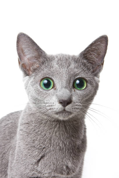 istock Russian blue cat with green eyes (isolated on white) 858537674