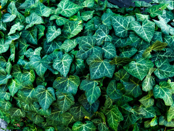 istock green leaf of ivy 858538160