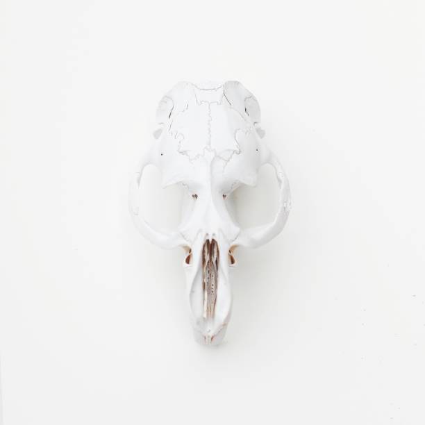 istock White animal skull on a white background. Cruelty Free. 858538412