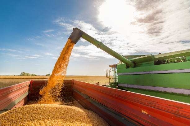 istock Pouring corn grain into tractor trailer after harvest 858538562