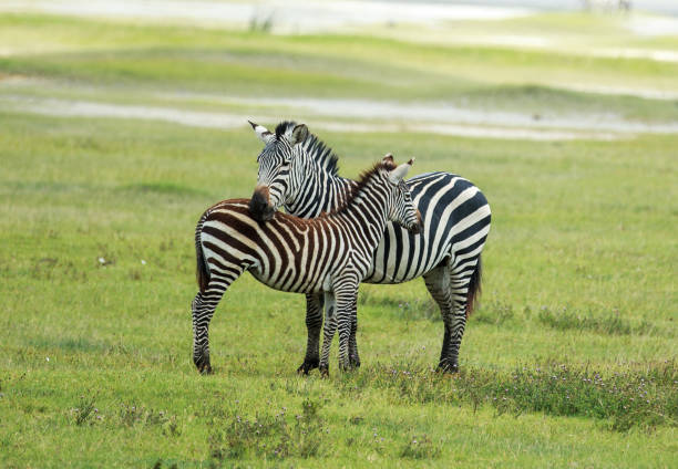istock Plains Zebra with a foal inside the Ngorongoro Crater 858540792