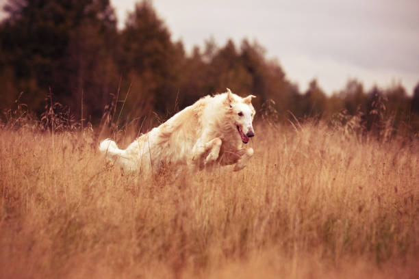 A dog in a field in the field runs and plays