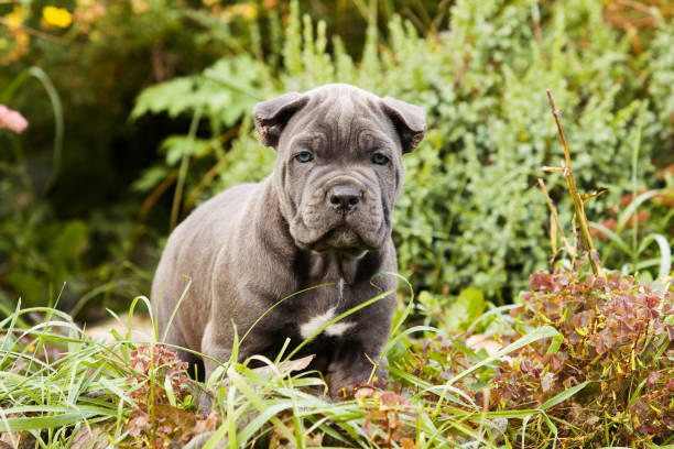 istock Puppy Cane Corso outdoors in summer in the grass 858541648