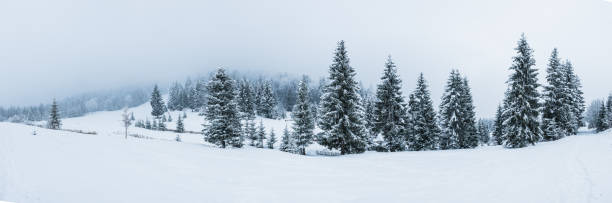 冬の山のパノラマ - ウクライナ - european alps carpathian mountain range evergreen tree tree ストックフォトと画像