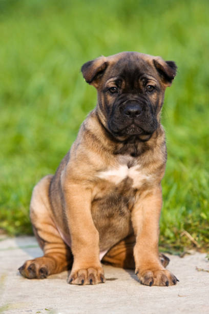 istock Puppy Cane Corso outdoors in summer in the grass 858544300
