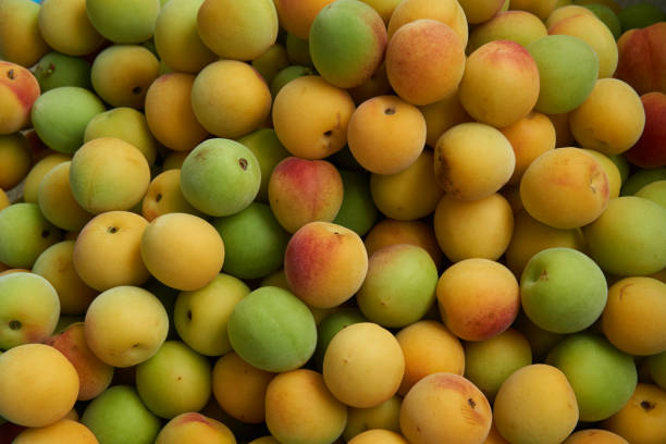 Fresh apricots or plums piled up were taken close up.