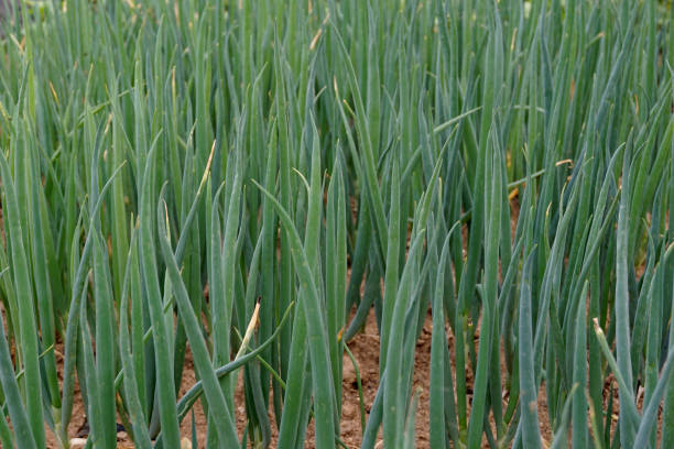 istock green onions that grows on the ground. 858544642