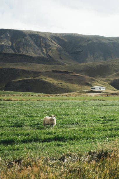 istock Icelandic sheep on the meadow 858545160