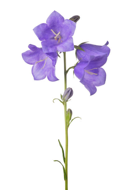 istock four bellflower violet blooms on long stem 858546334