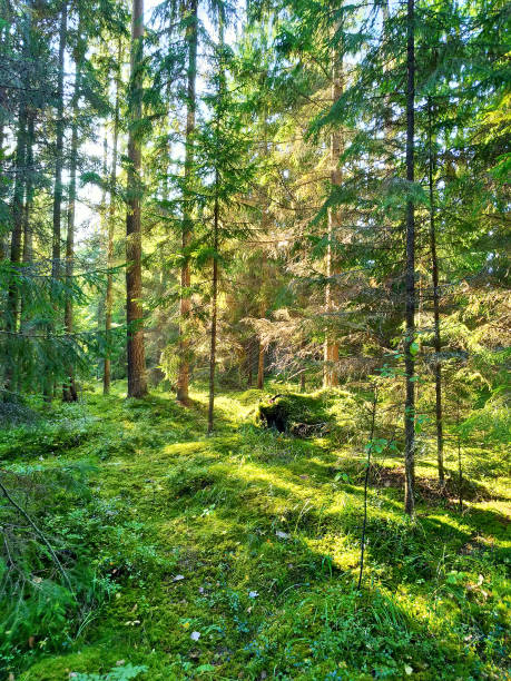 istock sunny autumn forest with pines 858546668