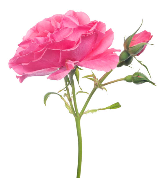 istock pink beautiful  large rose with buds and bloom 858546954