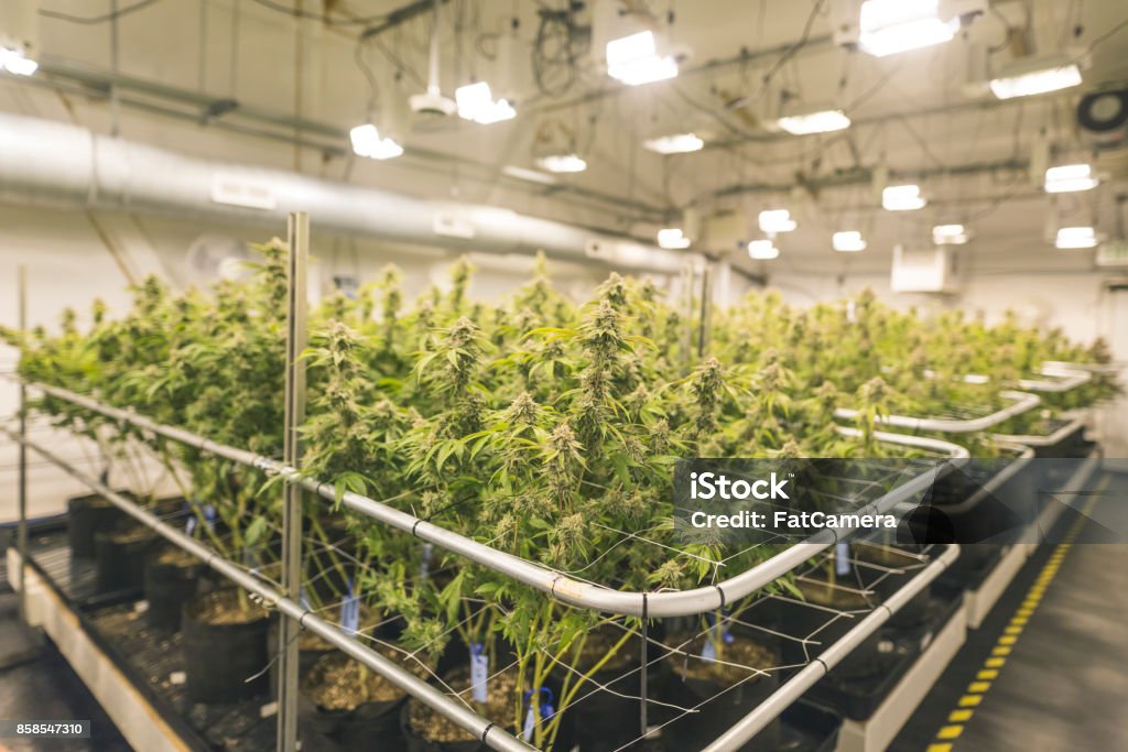 Cannabis plants growing under artificial lights in Oregon A wide shot of potted cannabis plants under artificial lights in an indoor, commercial grow facility located in Oregon. Cannabis Plant Stock Photo