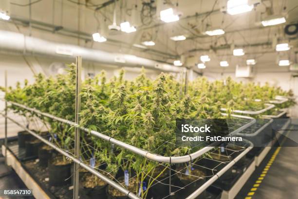 Cannabis Plants Growing Under Artificial Lights In Oregon Stock Photo - Download Image Now