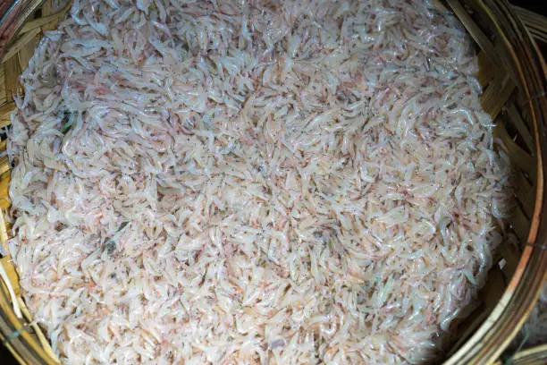 Photo of Fresh tiny shrimp on basket at market in Quy Nhon, south Vietnam