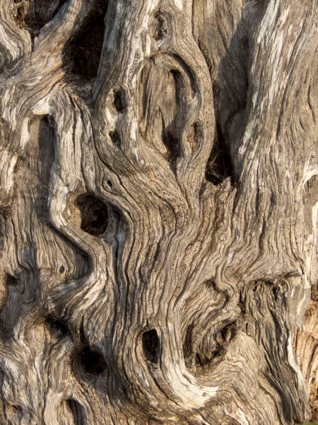 istock texture of an old palm tree plant 858553606