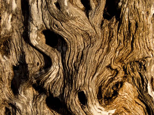 istock texture of an old palm tree plant 858553640