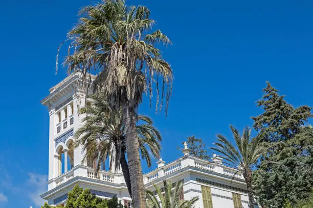 Photo of palm splendor in Bordighera