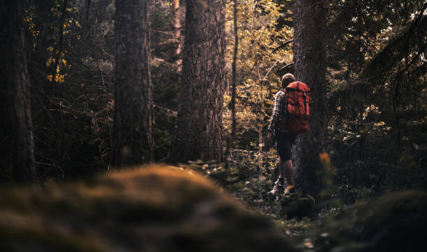 istock Traveler hiking alone in the misty forest at sunset 858561280
