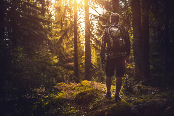 istock Traveler walking alone in the misty forest at sunset 858561698