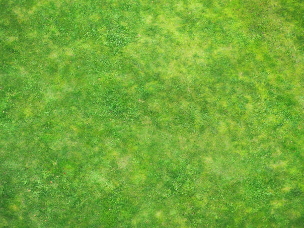 istock Green lawn view high above, smooth green grass background. Top view 858564292