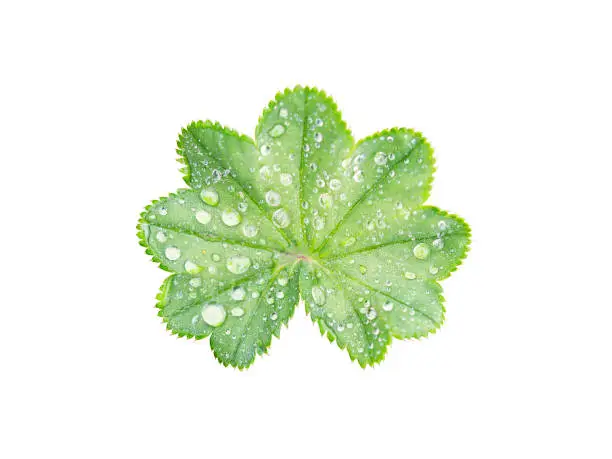 Photo of Leaf with a wavy edge covered with droplets of dew isolated on white background.