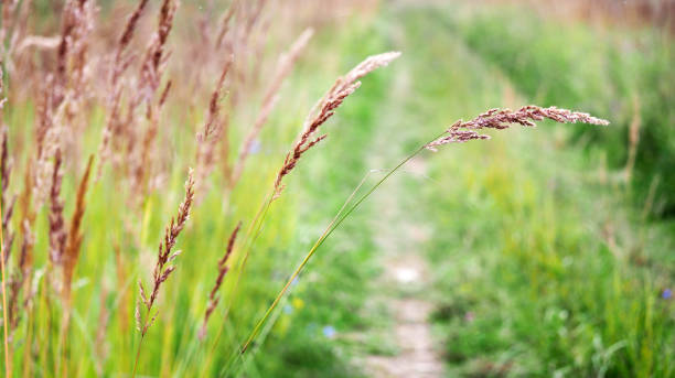 festuca rubra espèce d’herbe, rampant fétuque rouge. soirée d’automne panorama sur une route de campagne bordée de graminées fourragères haute. - fescue photos et images de collection