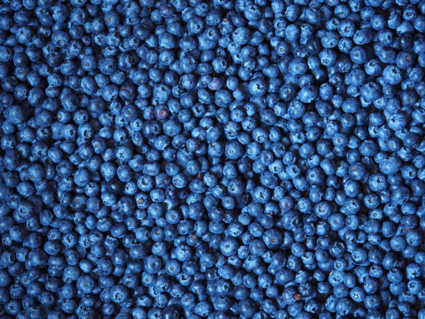 istock Surface is covered with a thick layer of blueberries, moorland harvest. Natural  background. 858564678