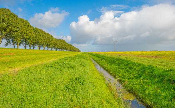 Holstein milk cows in a green meadow in a polder near Leiden.  Early morning drone shot.