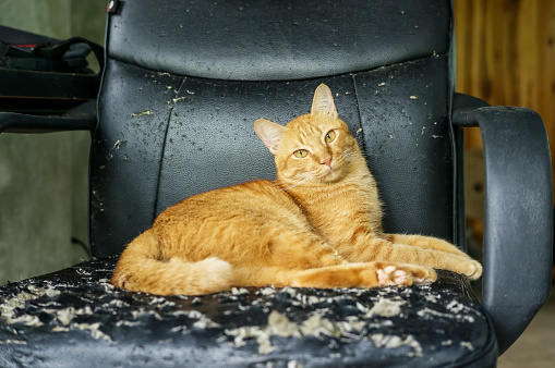 Red cat sitting on a chair was a scratch from a cat.