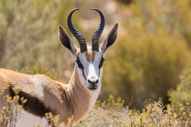 istock Springbok standing in a nature reserve in South Africa 858572780
