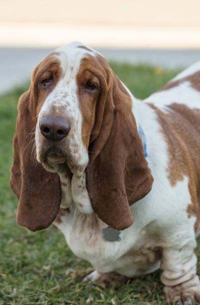 istock Brown and White spotted Basset Hound Dog 858576470