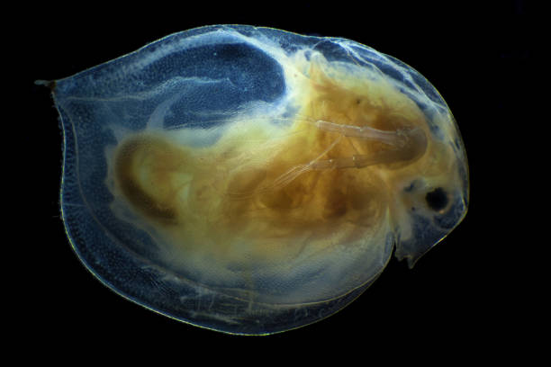 istock Microscopic image of daphnia, dark field technique 858583466