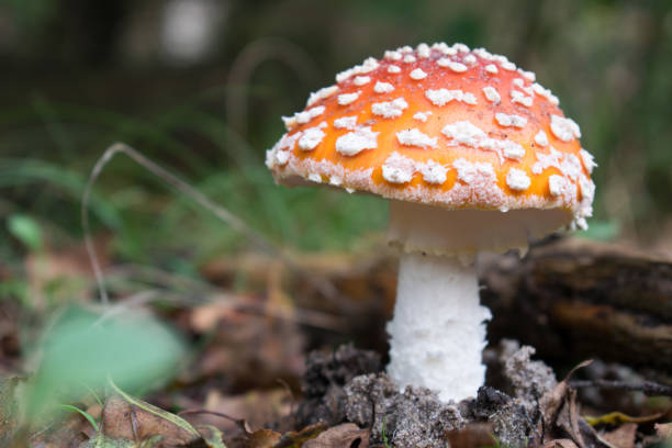 istock Rode paddenstoel met witte stippen 858583532