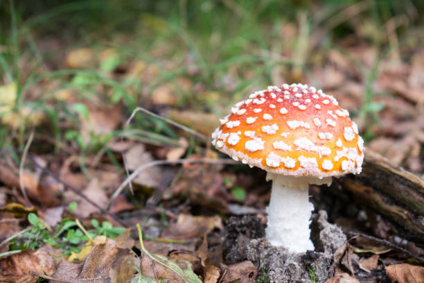 istock Rode paddenstoel met witte stippen 858583568