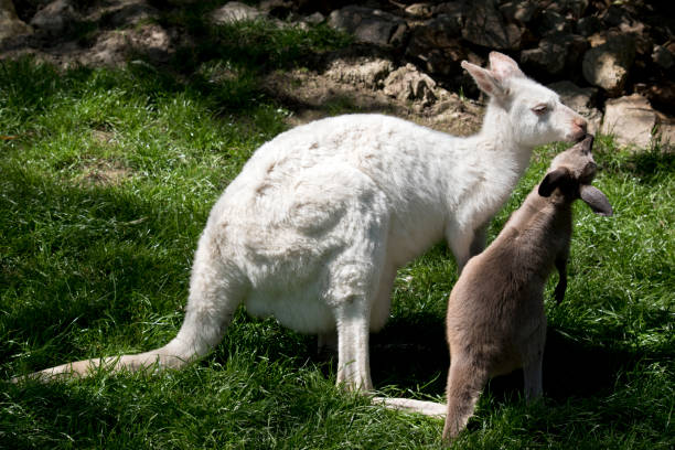 istock albino wallaby and brown joey 858583874