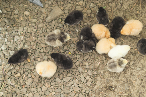 Group of young freshly-hatched chicks walk around the garden