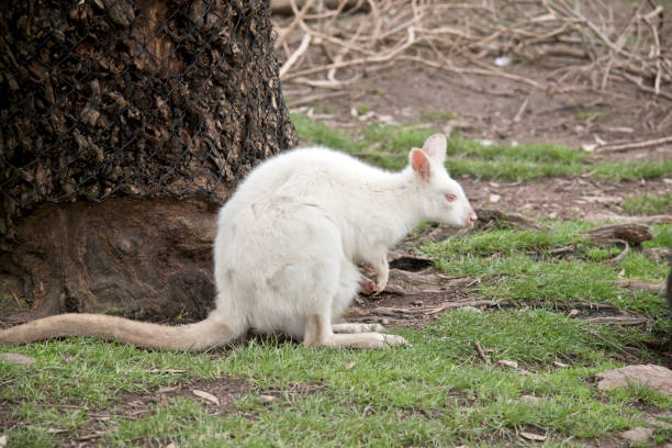 istock albino wallaby and joey 858584068