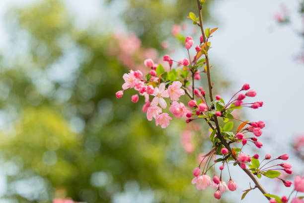 istock Pink cherry blossom flower 858584170