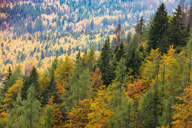 istock Colorful deciduous and coniferous trees in the magic forest. 858584294