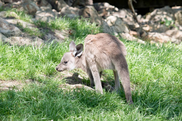 istock kangaroo-Island  kangaroo joey 858586882