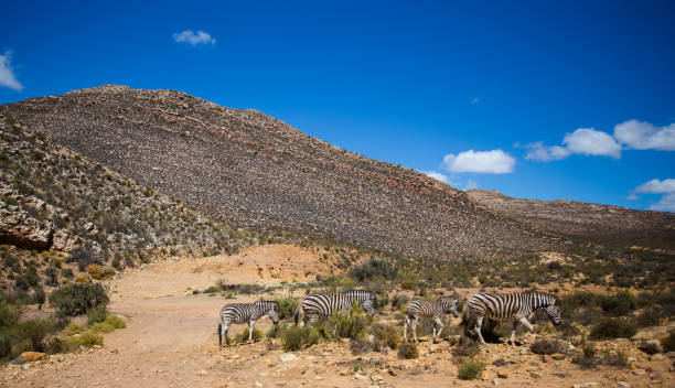 Aerial views over the Kalahari in the Northern Cape of South Africa Aerial views over the Kalahari in the Northern Cape of South Africa gemsbok photos stock pictures, royalty-free photos & images