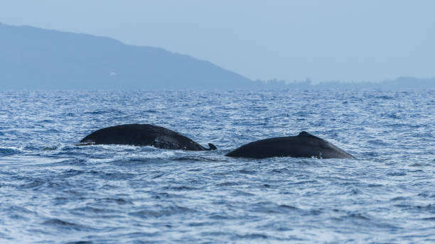 istock Humpback whale swimming 858588026