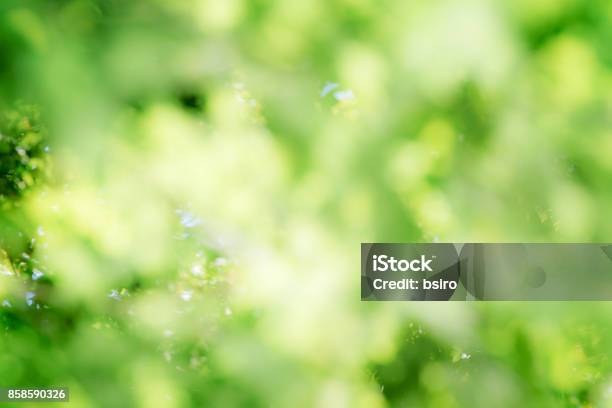 Fresh Green Background Stock Photo - Download Image Now - Abstract, Abstract Backgrounds, Backgrounds