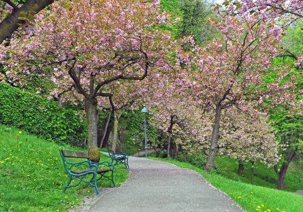 istock Blooming spring trees in the city park 858594614