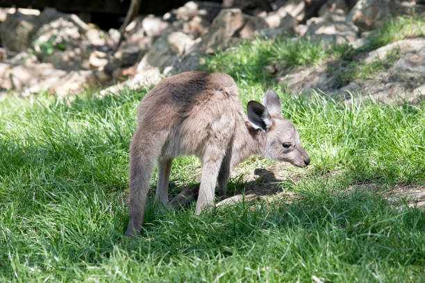 istock kangaroo-Island  kangaroo joey 858594824