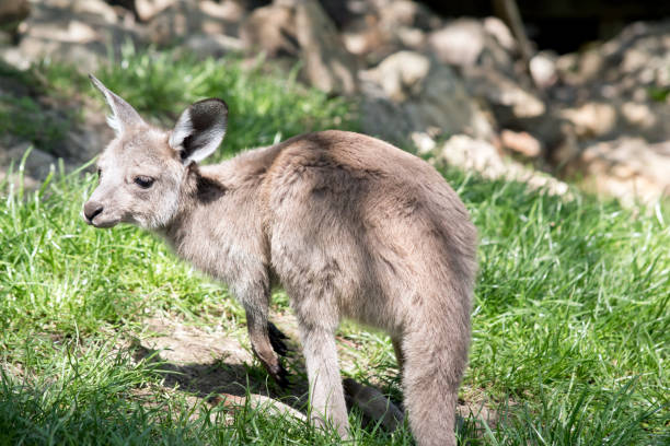 istock kangaroo-Island  kangaroo joey 858595328