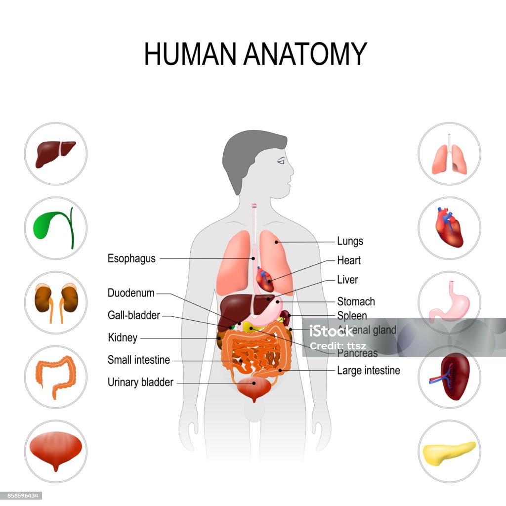 anatomie humaine. Affiche médical - clipart vectoriel de Corps humain libre de droits