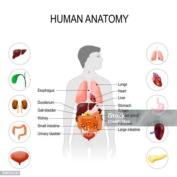 Anatomie Humaine Affiche Médical Vecteurs libres de droits et plus d'images vectorielles de Corps humain - Corps humain, Organe interne, Anatomie