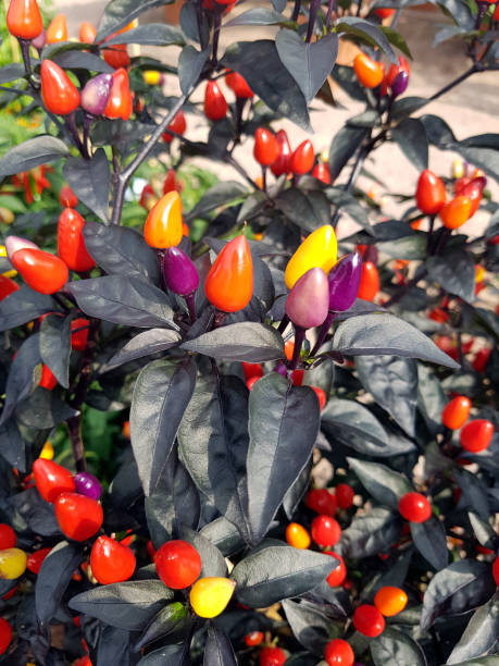 istock Potchili, chile, purple Luzi F1, Herbs 858596696