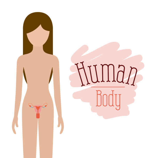 colorful silhouette female person with reproductive system human body colorful silhouette female person with reproductive system human body vector illustration diagram of female reproductive system drawings stock illustrations